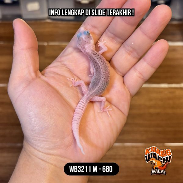 WB3211 M | Spesial, Baby Super Pied 🤯 Mata Full Hitam ⚫️👅⚫️