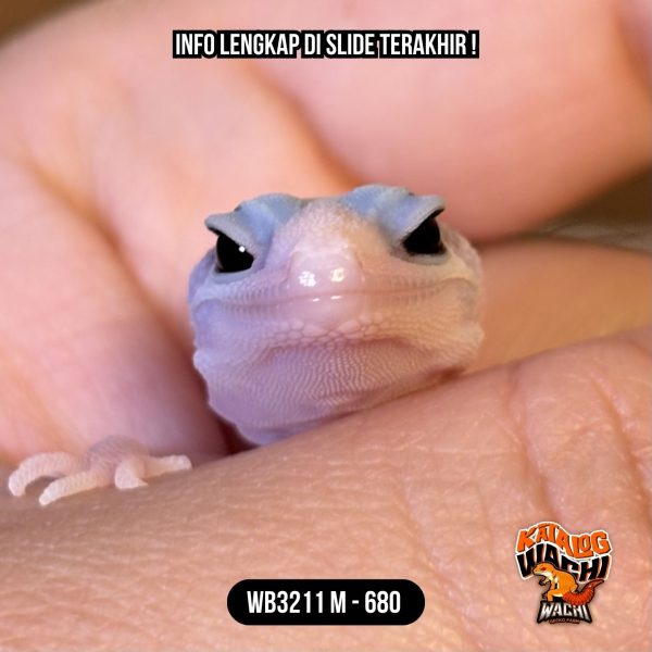 WB3211 M | Spesial, Baby Super Pied 🤯 Mata Full Hitam ⚫️👅⚫️