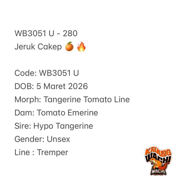 WB3051 U | Jeruk Cakep 🍊🔥