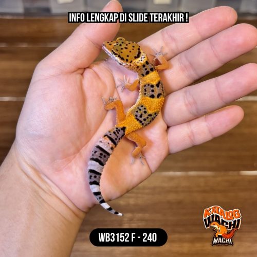 WB3152 F | Baby Jeruk Cakep 🍊🔥