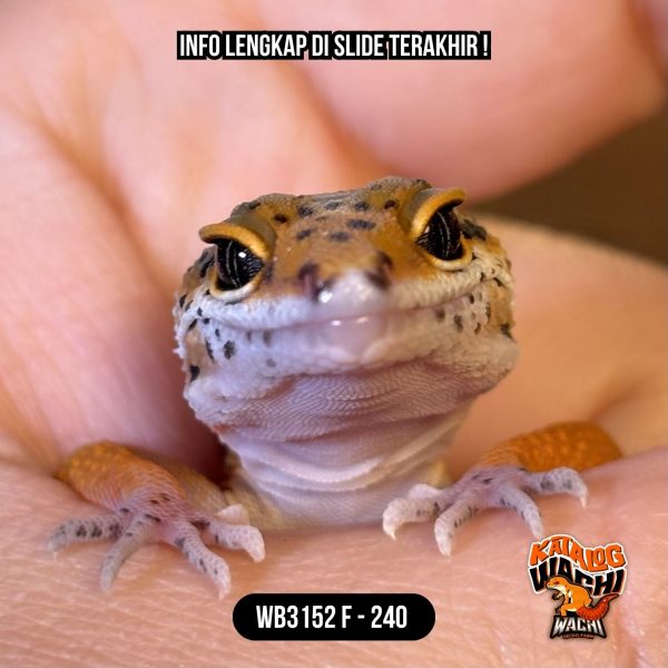 WB3152 F | Baby Jeruk Cakep 🍊🔥