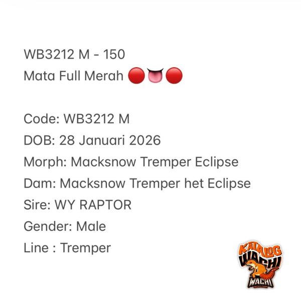 WB3212 M |  Mata Full Merah 🔴👅🔴