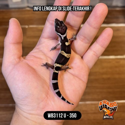 WB3112 U | Cookies Spesial! 🖤🤍✨