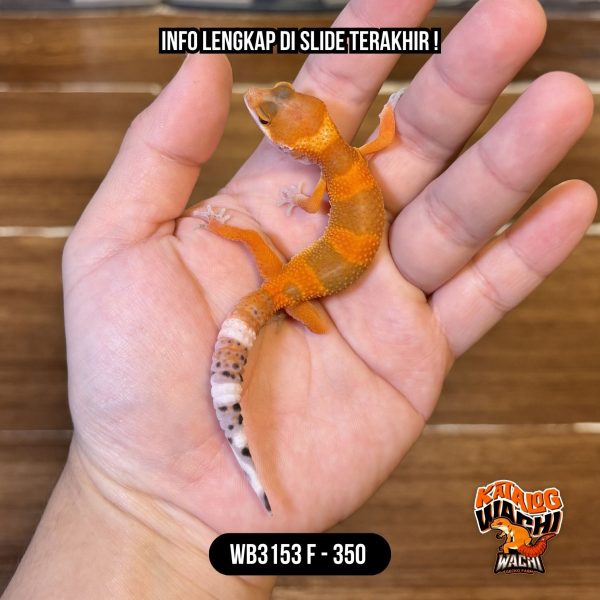 WB3153 F | Merah Menyala 🥵🌶️