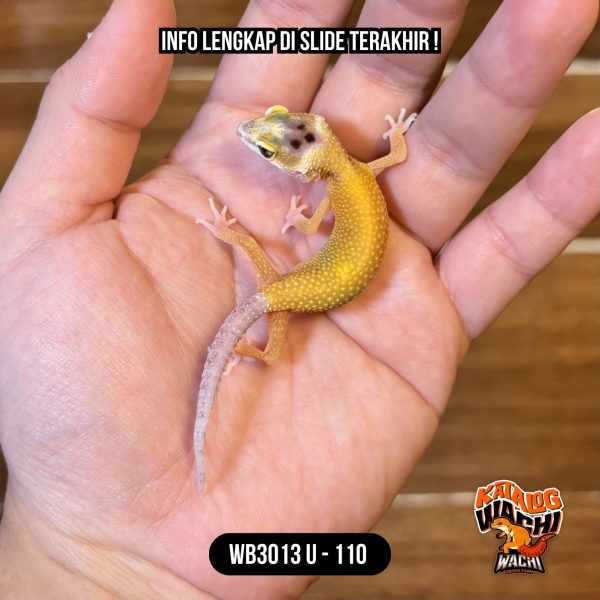 WB3013 U | Baby Lemon 🍋