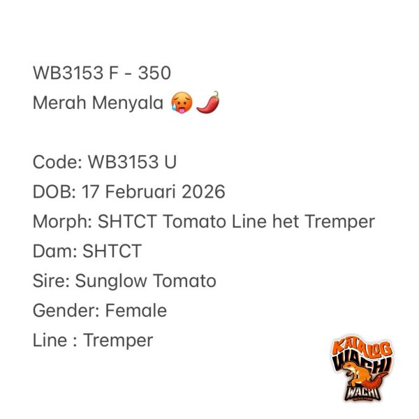 WB3153 F | Merah Menyala 🥵🌶️