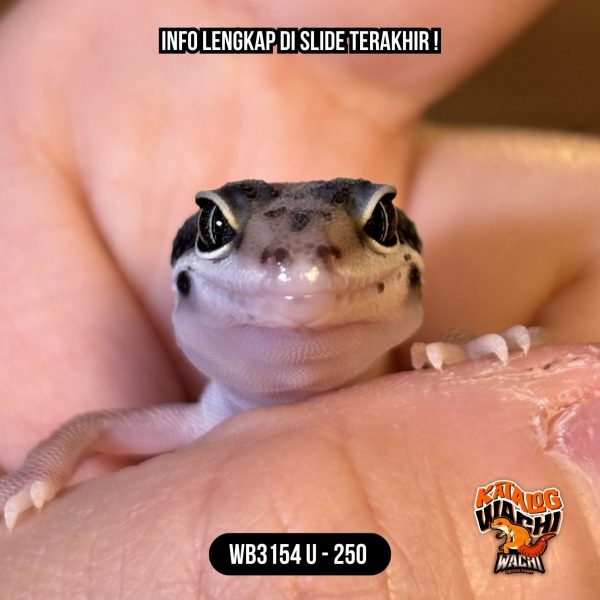 WB3154 U | Cookies N' Cream 🖤🤍