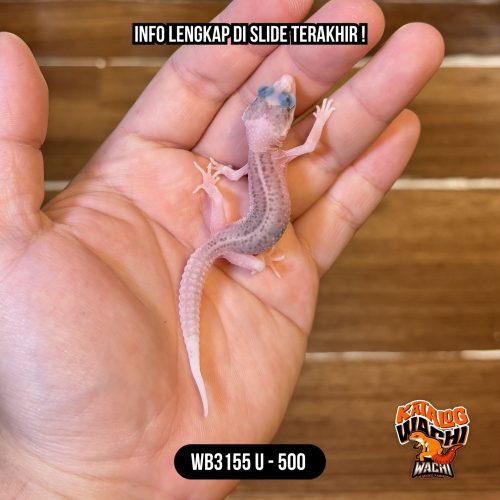 WB3155 U | Spesial, Si Paling Senyum 🥰 Mata Full Hitam ⚫️👅⚫️