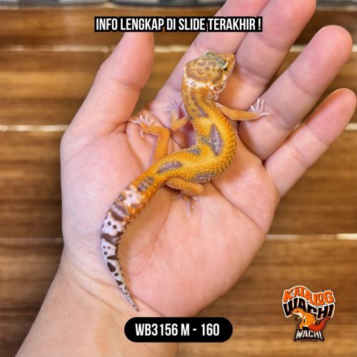 WB3156 M | Menyala-Nyala 🔥