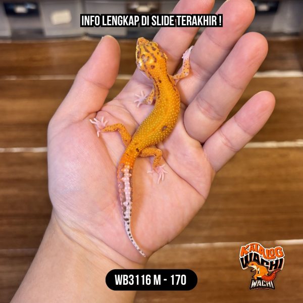 WB3116 M | Mata Merah Terang 🔴👅🔴