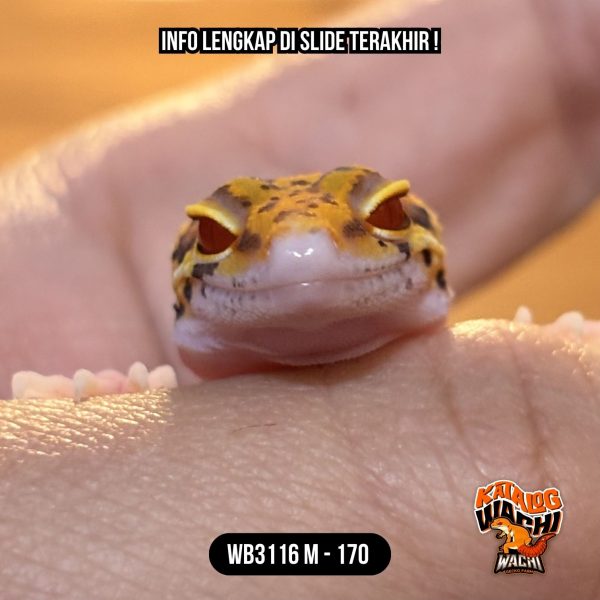 WB3116 M | Mata Merah Terang 🔴👅🔴