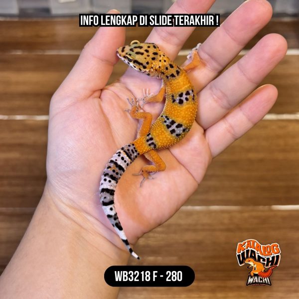 WB3218 F | Cakep Banget ❤️🧡💚