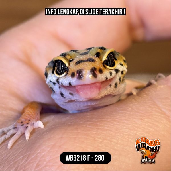 WB3218 F | Cakep Banget ❤️🧡💚