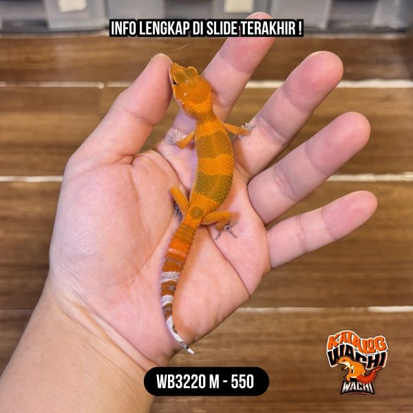 WB3220 M | Spesial, Merah Sejak Dini 🥵🌶️