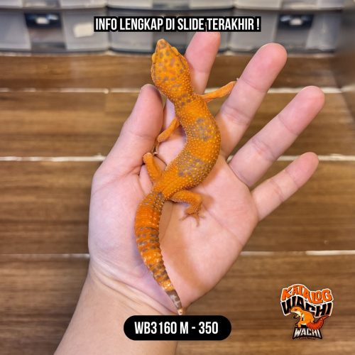 WB3160 M | Merah Cuy 🥵🌶️