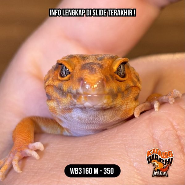 WB3160 M | Merah Cuy 🥵🌶️