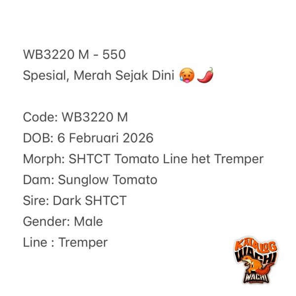 WB3220 M | Spesial, Merah Sejak Dini 🥵🌶️