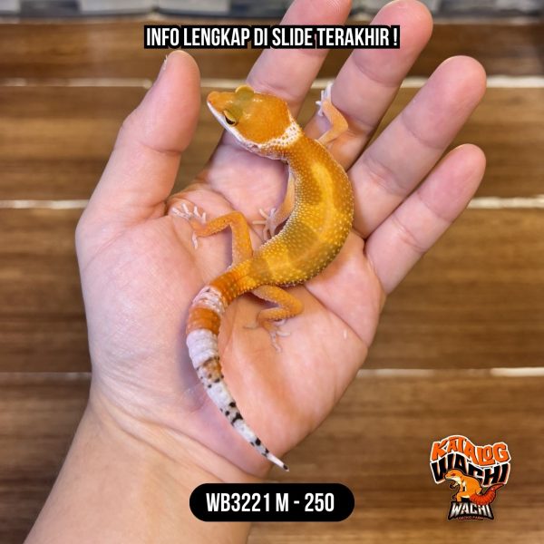 WB3221 M | Es Jeruk 🍊