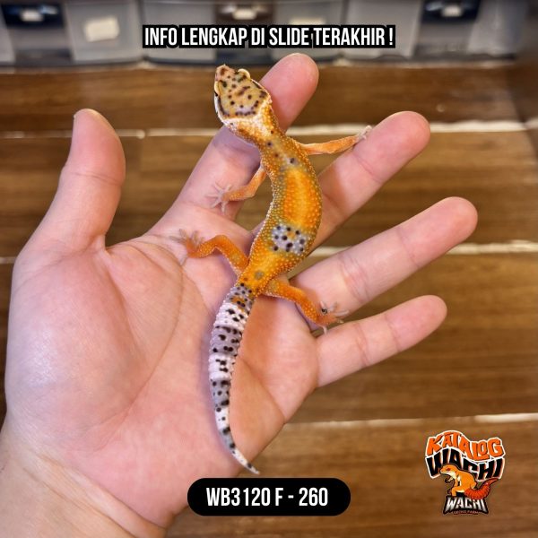 WB3120 F | Warna Ciamik ❤️🧡💚