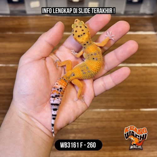 WB3161 F | Warna Ciamik ❤️🧡💚