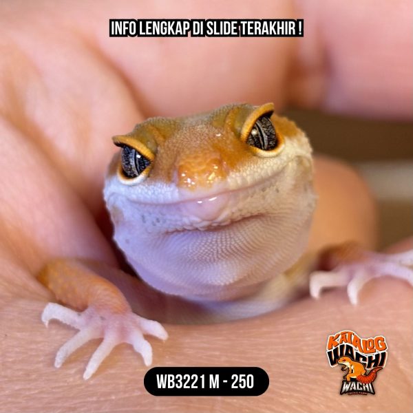 WB3221 M | Es Jeruk 🍊