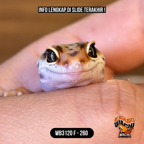 WB3120 F | Warna Ciamik ❤️🧡💚