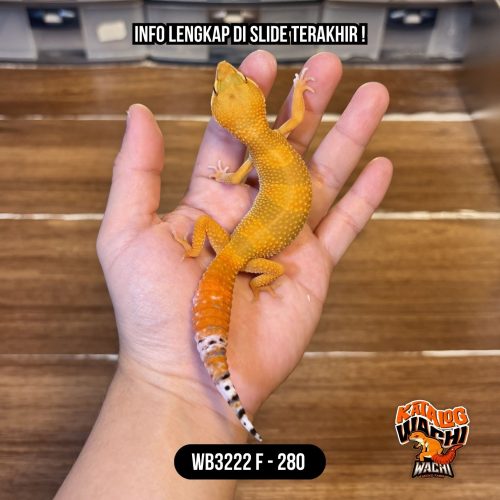 WB3222 F | Es Jeruk 🍊