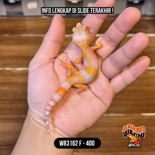 WB3162 F | Lavender Kontras 🧡🤍✨