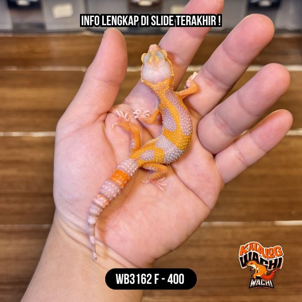 WB3162 F | Lavender Kontras 🧡🤍✨