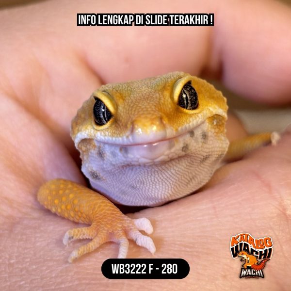 WB3222 F | Es Jeruk 🍊