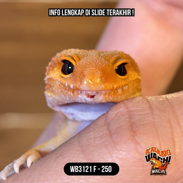 WB3121 F | NGEJRENG SEKALI 🔥🔥🔥