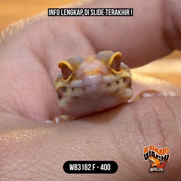 WB3162 F | Lavender Kontras 🧡🤍✨