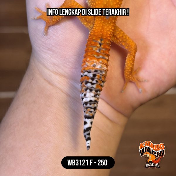 WB3121 F | NGEJRENG SEKALI 🔥🔥🔥