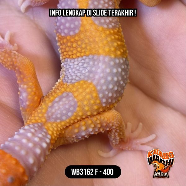 WB3162 F | Lavender Kontras 🧡🤍✨