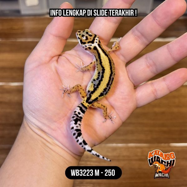 WB3223 M | Jalan Tol 💛🖤✨