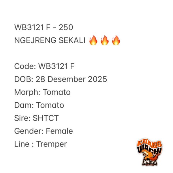 WB3121 F | NGEJRENG SEKALI 🔥🔥🔥