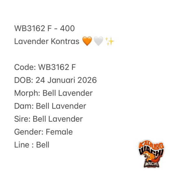 WB3162 F | Lavender Kontras 🧡🤍✨