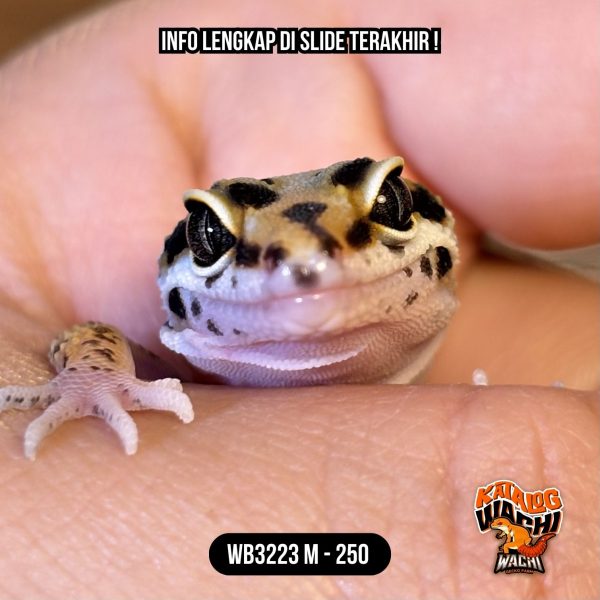 WB3223 M | Jalan Tol 💛🖤✨