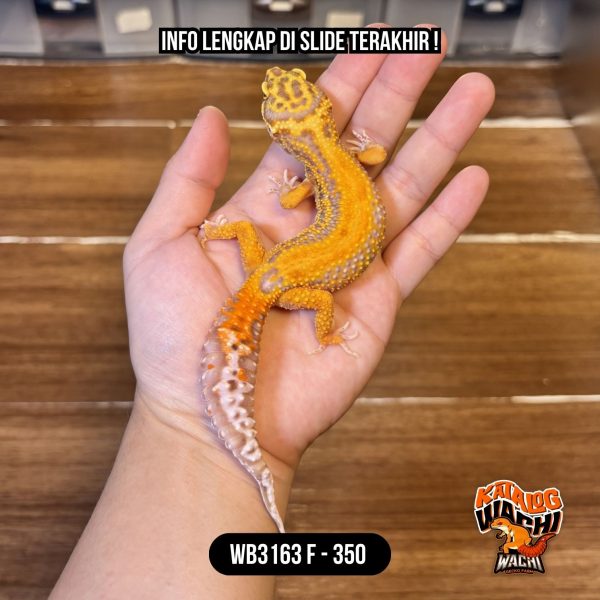 WB3163 F | Cakep Menyala 🔥🔥🔥