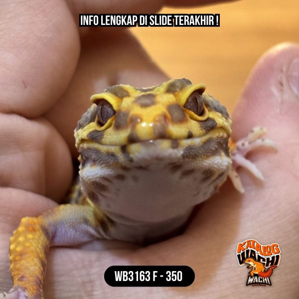 WB3163 F | Cakep Menyala 🔥🔥🔥