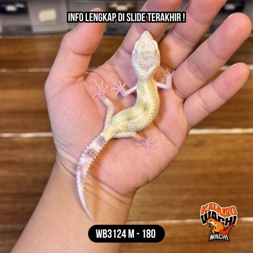 WB3124 M | Gecko Alien 👽 Putihnya Beda ❄️🍋
