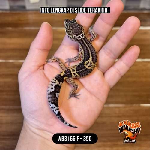 WB3166 F | Ireng versi Murmer 🖤✨