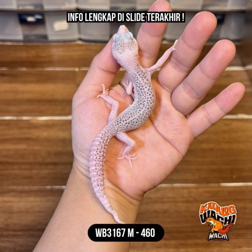 WB3167 M | Pied Se-Murmer Ini??? 😭