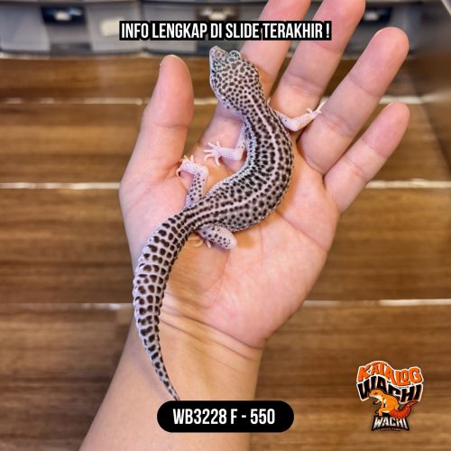 WB3228 F | Si Paling Senyum 🥰 Mata Full Hitam ⚫️👅⚫️