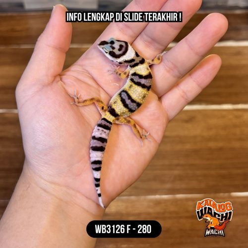 WB3126 F | Cosplay Lebah 🐝