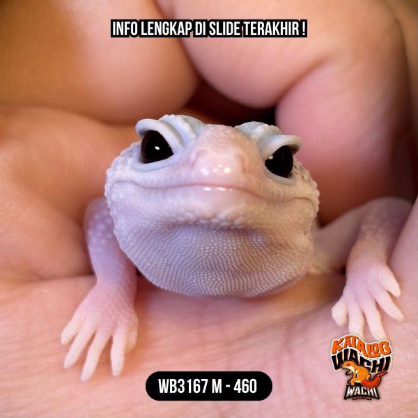 WB3167 M | Pied Se-Murmer Ini??? 😭