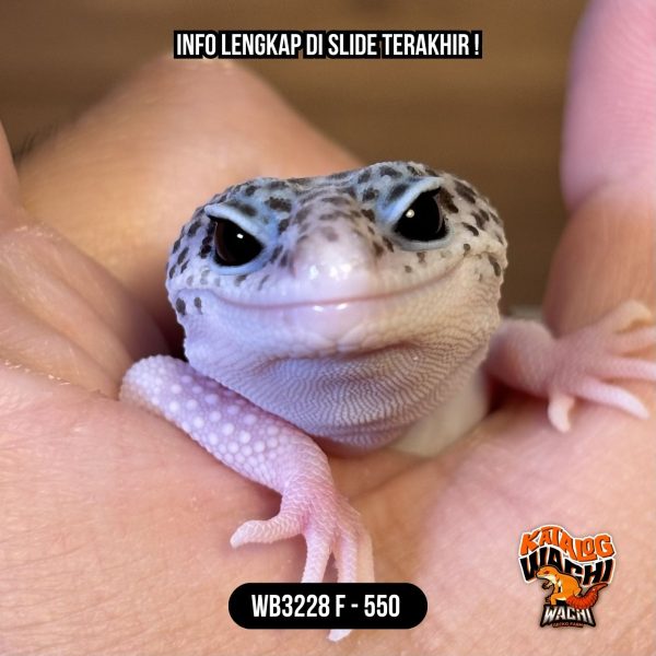 WB3228 F | Si Paling Senyum 🥰 Mata Full Hitam ⚫️👅⚫️