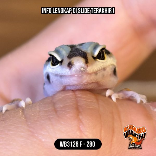 WB3126 F | Cosplay Lebah 🐝