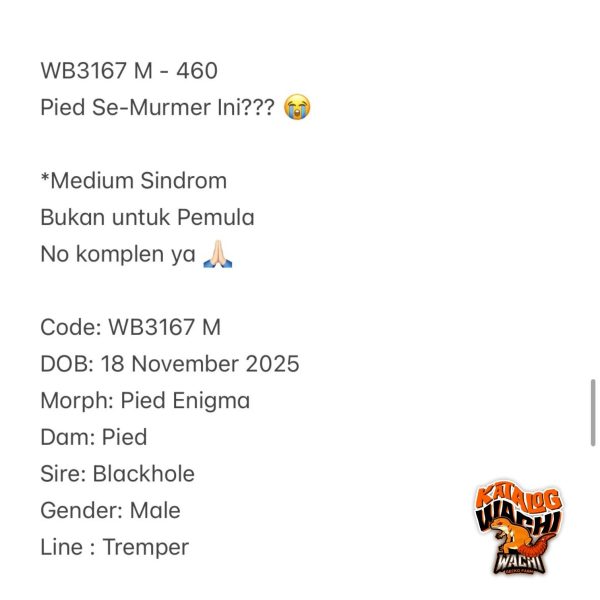 WB3167 M | Pied Se-Murmer Ini??? 😭