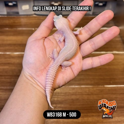 WB3168 M | Spesial! Full Putih 🤍✨ Mata Full Merah 🔴👅🔴